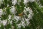 Honeybee in flight