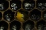 Last Pollen Cell