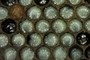 Uncapped Brood