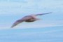 Bird in flight