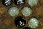 Uncapped Brood