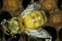 Worker Bee