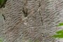 1.7 Billion Year Old Ripple Marks! That are Vertical!