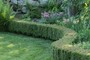 Hedges