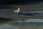 Sea Gull