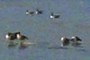 Seagulls