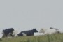 cows