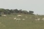 sheeps