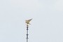 bird on top