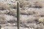 Young saguaro