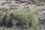 Palo Verde