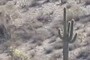 Mature saguaro