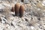 Barrel Cactus
