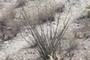 Ocotillo