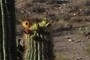 Saguaro Fruit