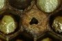 Punctured Cappings