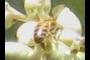 Insect?