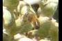 Wasp