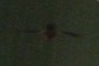 Wasp