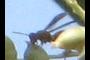 Wasp