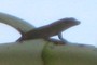 Anole