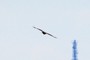 Vogel / Bird