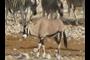 Springbok