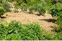 Fig Trees