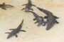 Gators
