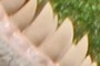 T-rex teeth