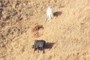 cattle
