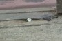 Litter