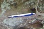 Pen (for scale)