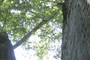 Tree= landmark