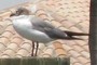 Seagull