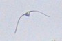 Seagull