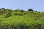 Pittosporum Vegetation