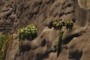 Exotic vegetation