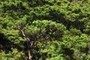 Ilex perado azorica