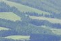 Cryptomeria japonica wind protections