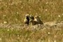 Prairie Dogs