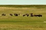 Bison