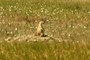 Prairie Dog