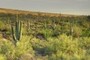Saguaros