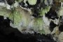 Silica Stalactites