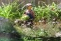 BarrowBoy