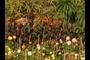 Flowers a Plenty