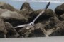 Seagull