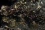 Mussels, barnacles, and oysters