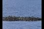 Eiders